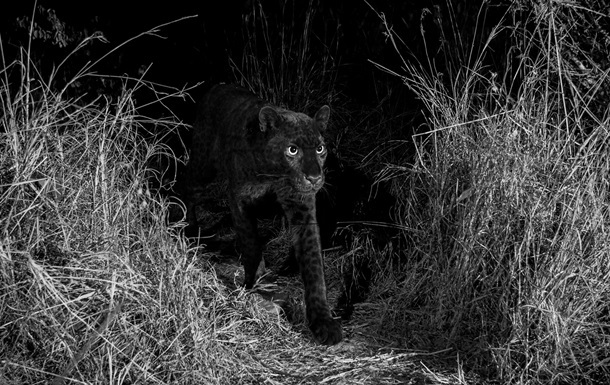 A black leopard has been filmed in Kenya for the first time in a century. - Copy-paste, news, , Leopard, Kenya, In the animal world