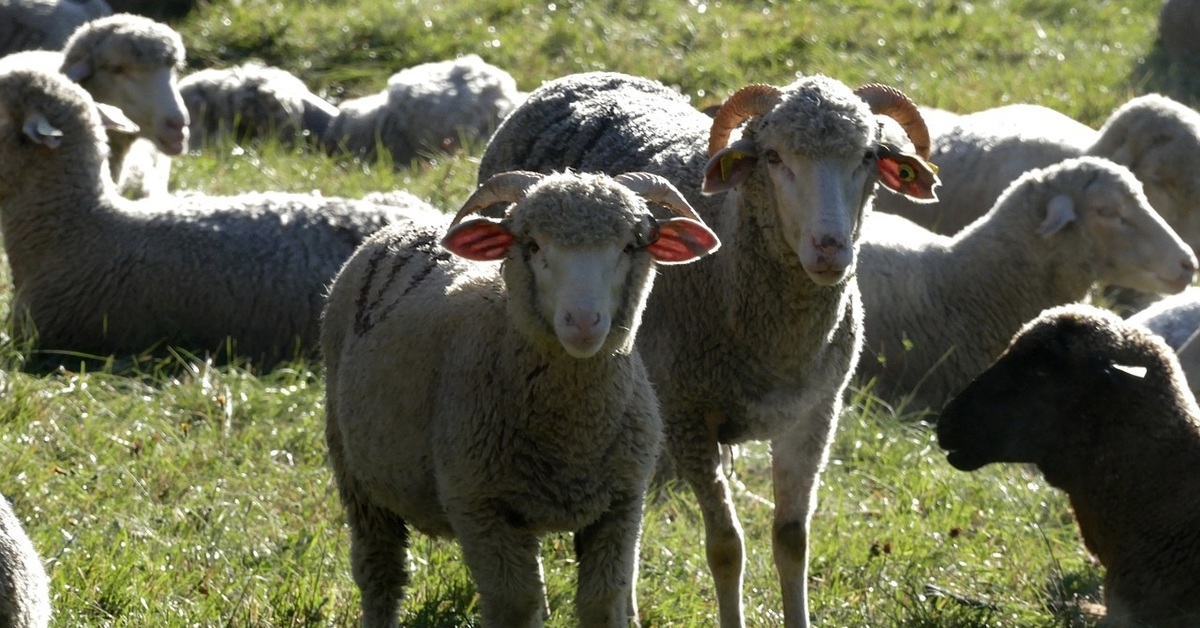 Sheep photo. Молдаване овцеводство. Павлив овцеводство. Скотоводство бараны. Баран на ферме.