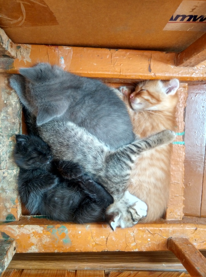 Kittens: compact, cute and colorful. - My, cat, Kittens, Milota, Longpost