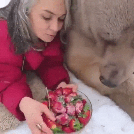 Aunt Masha and the bear - Bear, Berries, GIF, Medved Stepan, The Bears
