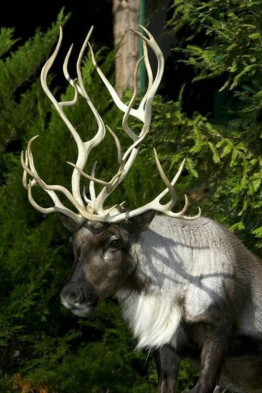 fire horns - Deer, Horns, The photo, Nature, Handsome men, Deer