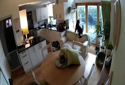 The robbers inflicted moral trauma on the dog. - England, Robbery, Dog, Video, Longpost