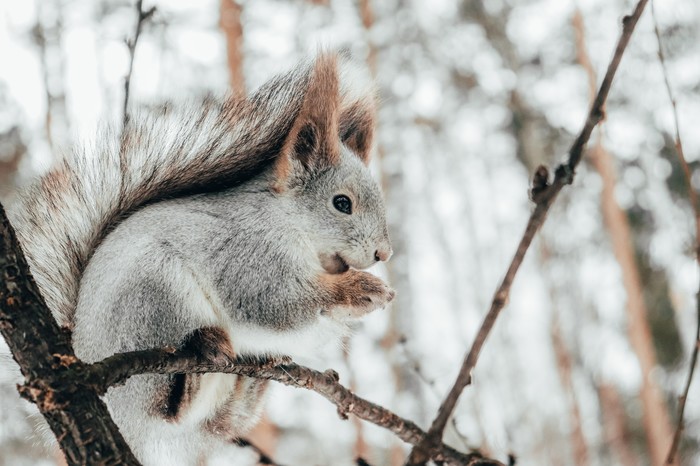 Squirrel - My, The park, Chelyabinsk, Squirrel