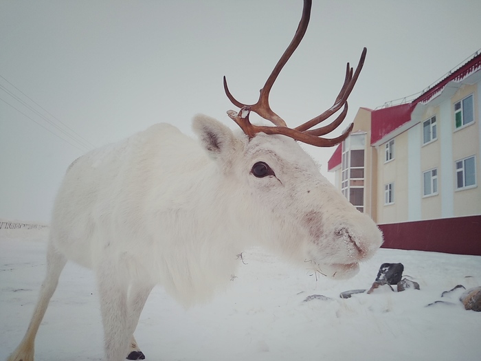 Inhabitants of the north - Reindeer, Arctic, Longpost