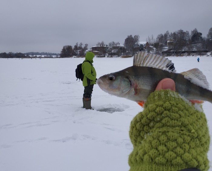 Winter lure or active fishing in winter. - My, Winter fishing, Spoon, Fishing sport, Perch, Fishing, Video, Longpost