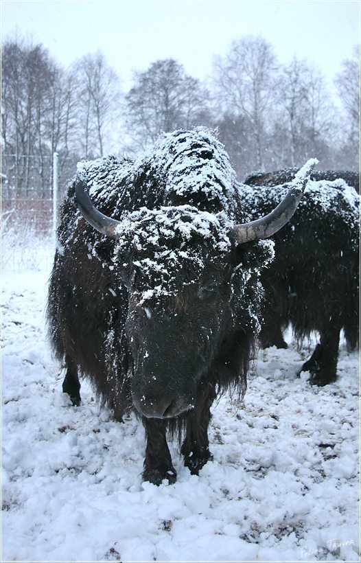 Yaks are my yaks - My, Yak, , Animals, Zoo, , Longpost