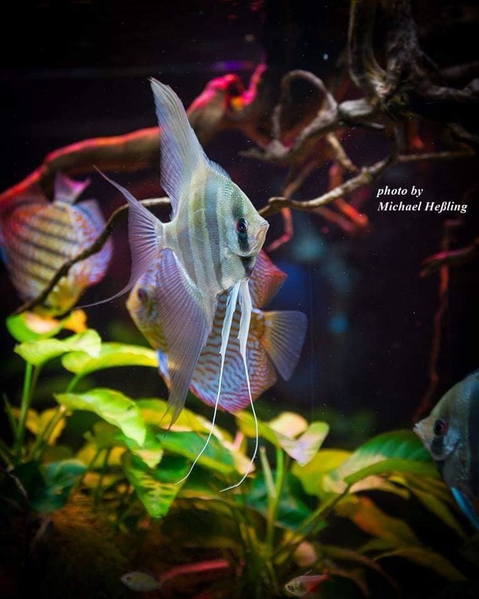 Скалярии и дискусы