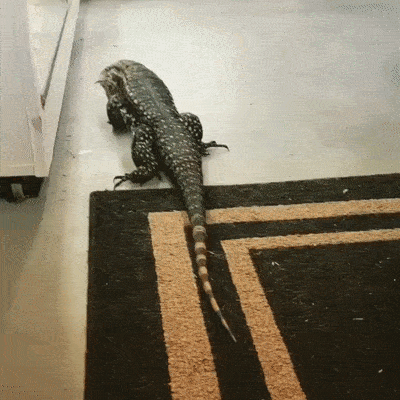 My toy! - GIF, Lizard, Toys