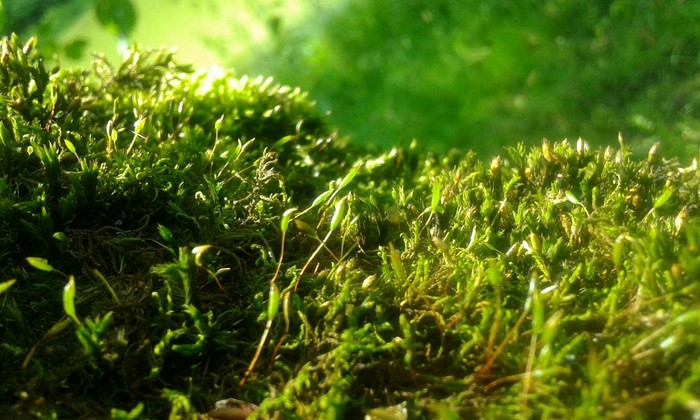 A world with its own history - My, The photo, Moss, Nature