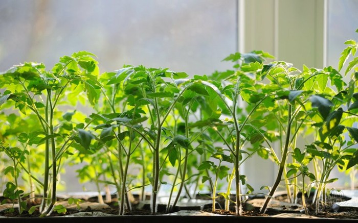 It's time to plant tomatoes for seedlings. - Seedling, Garden, Dacha, Tomatoes, Gardening, Garden, Harvest, Koenigsberg, Video, Longpost, Kaliningrad