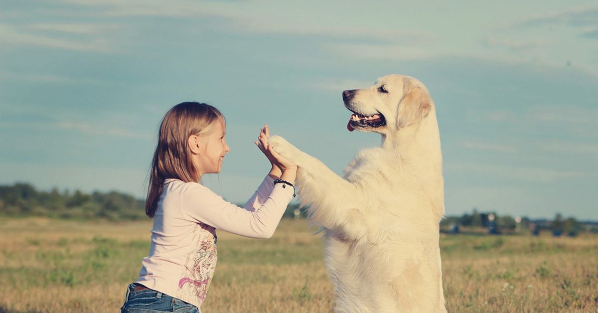 Собака верный друг человека почему ставится. Собака друг человека. Люди и животные. Собака преданный друг. Дружба собаки и человека.