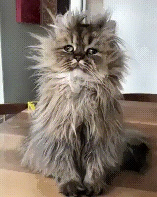 Когда в споре с женой легко отделался Кот, Спор, Котомафия, Жена, Гифка