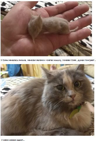 Кошка линяет, что делать...