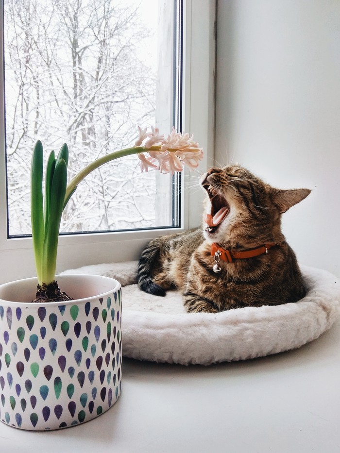 cat - Yawn, cat, Pets, My