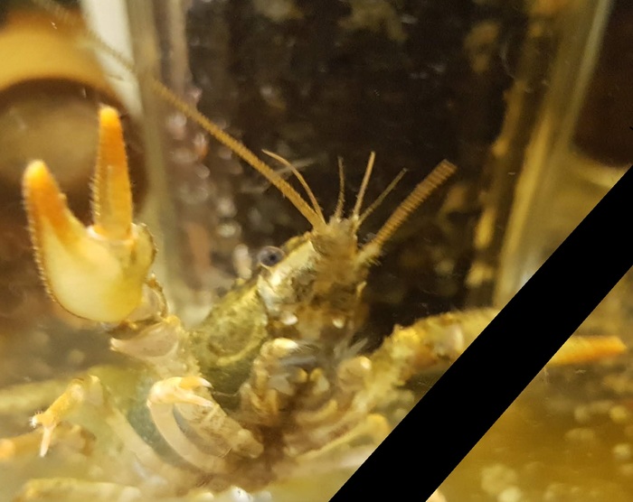 Traveler's death - My, Aquarium crayfish, Aquarium, Video