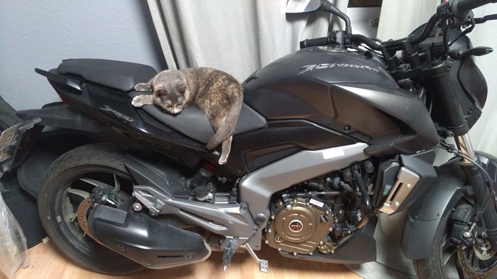 moto cat - My, Moto, cat, Pets