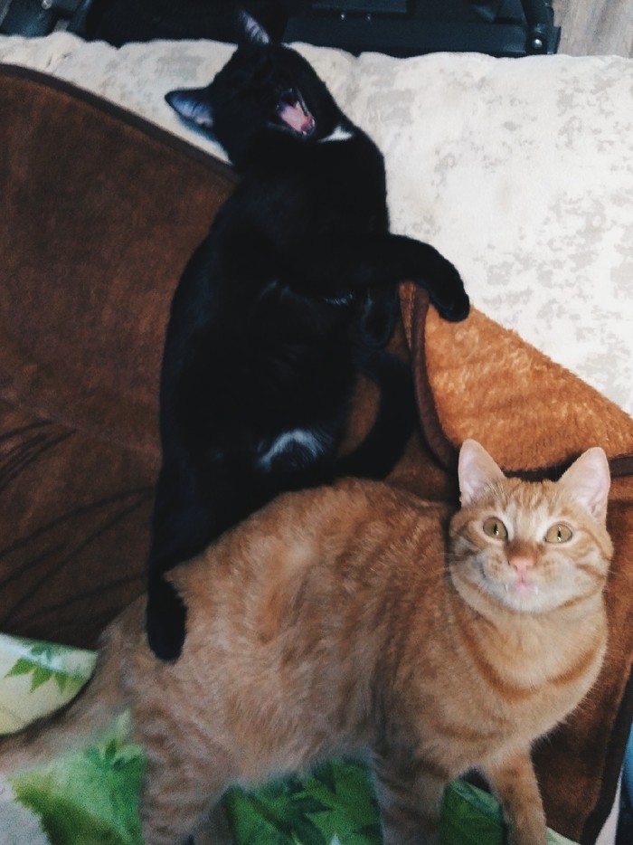 ����, ������� ������ ����������