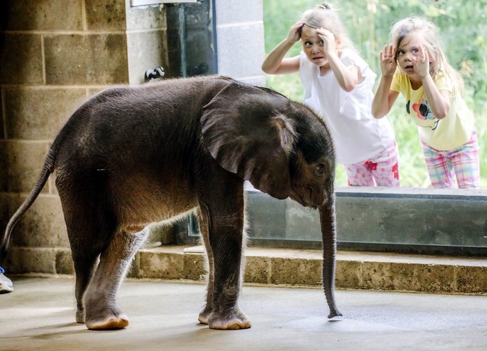 Aunt Masha, will Fedya come out? - Baby elephant, Children, Elephants, Young, Animals, Zoo