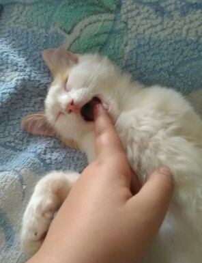 ��� ������ ���