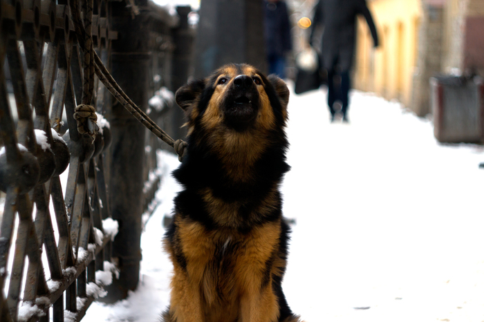 Don't Forget Your Friends - My, Dog, The street, Saint Petersburg