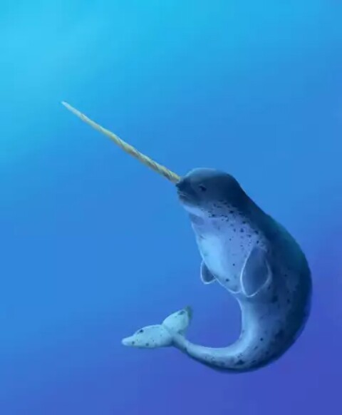 Water unicorns or narwhals. - , Unicorn, Nature, Longpost, Narwhals