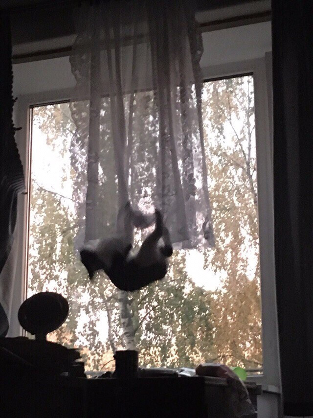 The cat is totally freaked out - Curtains, Pets, Curtains, Antigravity, cat