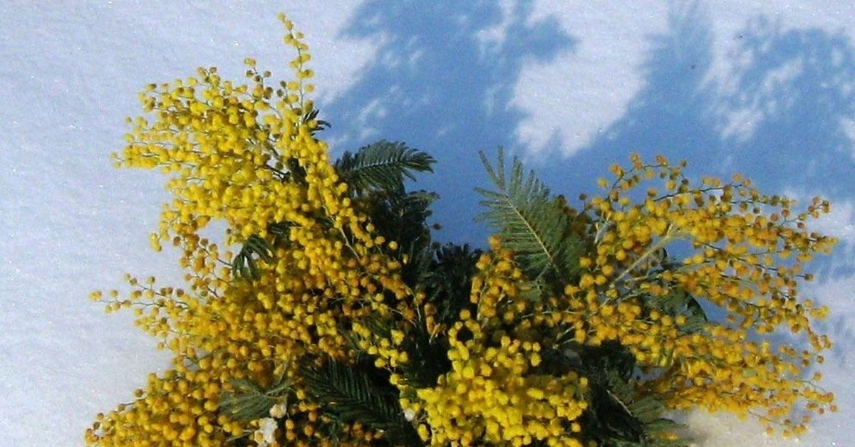 Желтые цветы которые дарят на 8. Мимоза Сицилия. Канарейка и Мимоза. Мимоза веник. Мимоза дерево.
