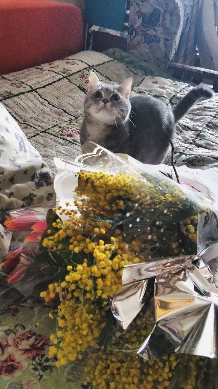 More flowers! - My, cat, Pet, Longpost, Pets