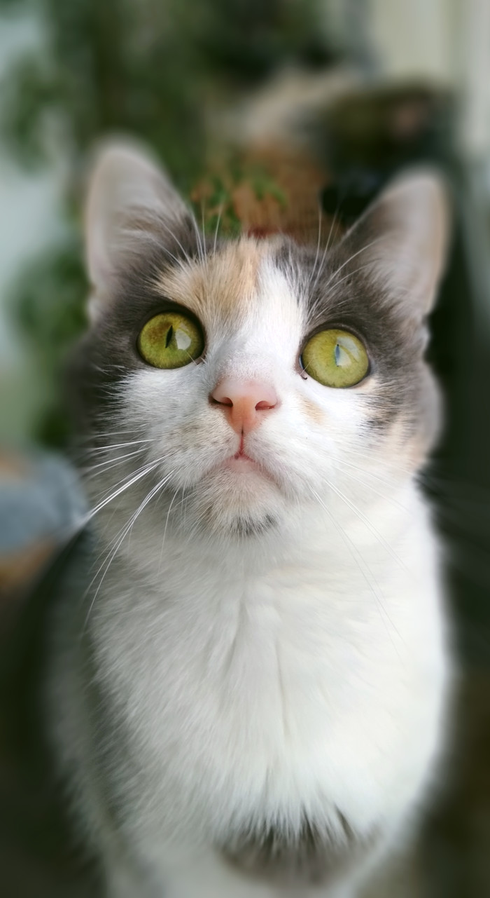 Just a cat - My, Portrait, cat, The photo