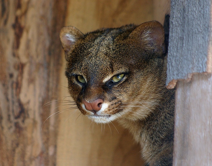 Stern cat - cat, Oddities, Severity, Jaguarundi