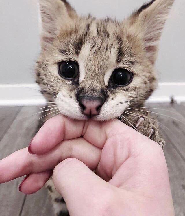 Kitten makes a bite - cat, Kus, Pets