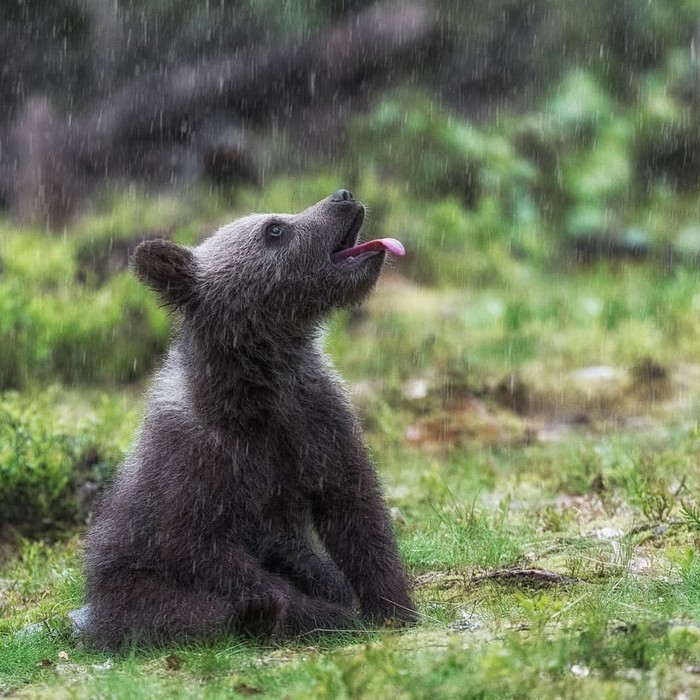 Rain - The photo, Animals, Bear, Young, Rain, Milota, The Bears