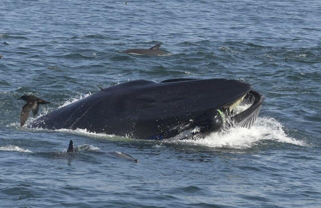 human plankton - Whale, Diver