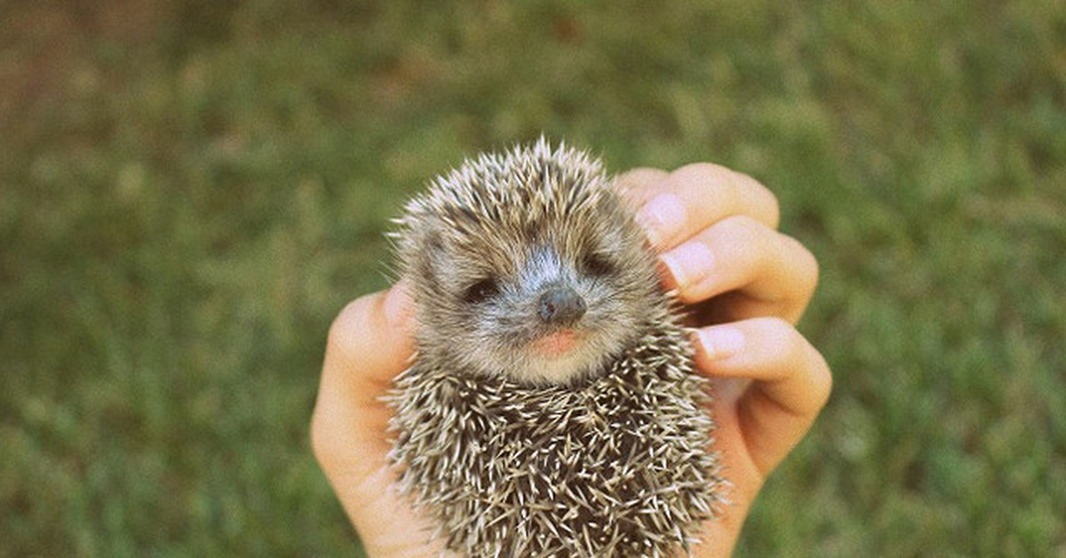 8 ежей фото. ушастый ёж в норе. ежики 8. пожитки ежа. восемь ежиков.