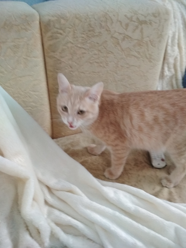 Help find the cat - My, No rating, Longpost, cat, Lost cat, Nizhny Novgorod, Help me find, Pets