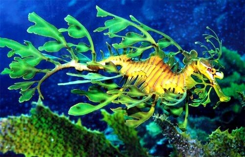 1 Leafy Sea Dragon - beauty of nature, Animals, Sea Horse