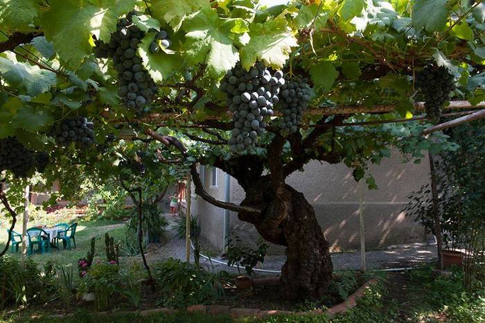 Лоза не только плот