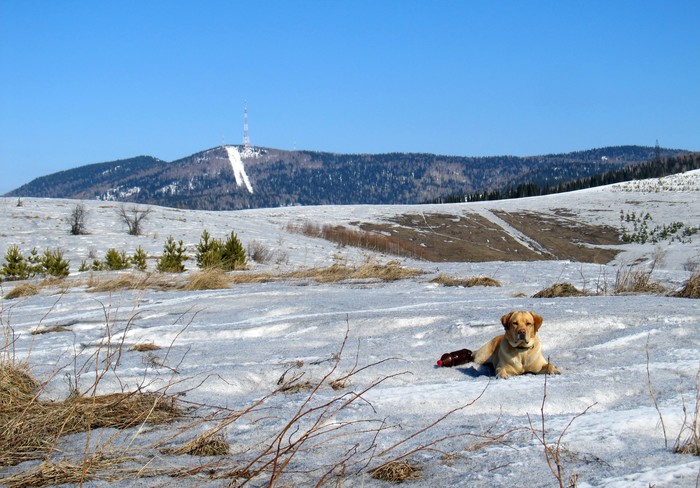 Spring is coming. - My, Dog, Labrador, Walk, Spring, Landscape