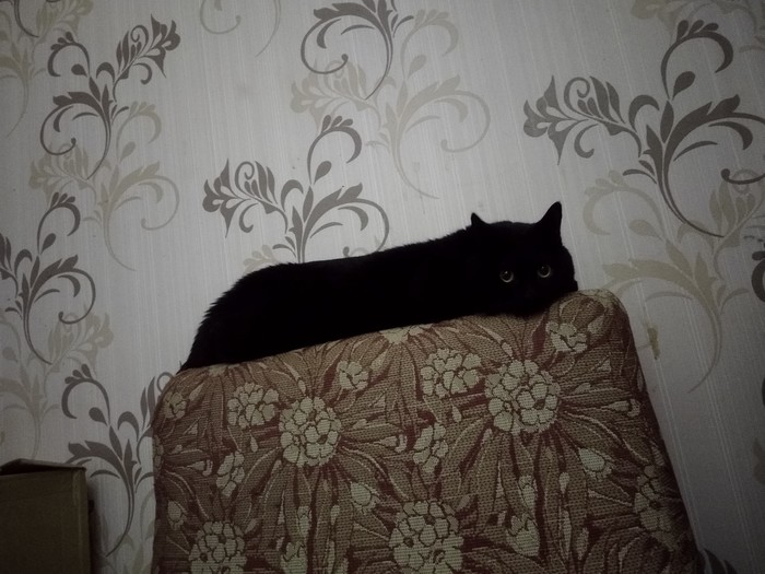 My favorite cat - My, Black cat, Dark, cat, Longpost, Pets