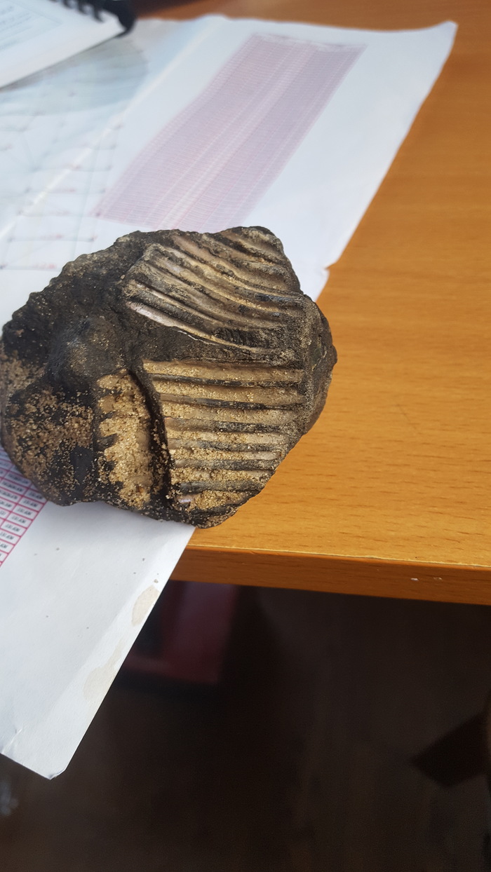 Fossil - My, Fossils, What's this?, Longpost