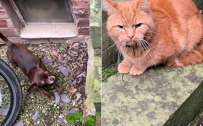 Trying to make friends.... ;) - Animals, cat, Dog, Chihuahua, Great Britain, Video