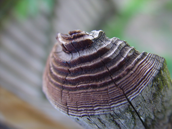 Fence - My, The photo, Fence