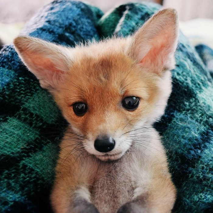 Well, what are you going to tell me? - Milota, Fox, Puppies, Redheads, Eyes, Wild animals