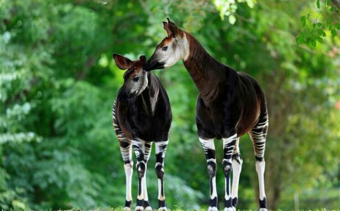 OKAPI. FOREST GIRAFFE. - Nature, Animals, Wonders of nature, beauty of nature, Wild animals, Okapi