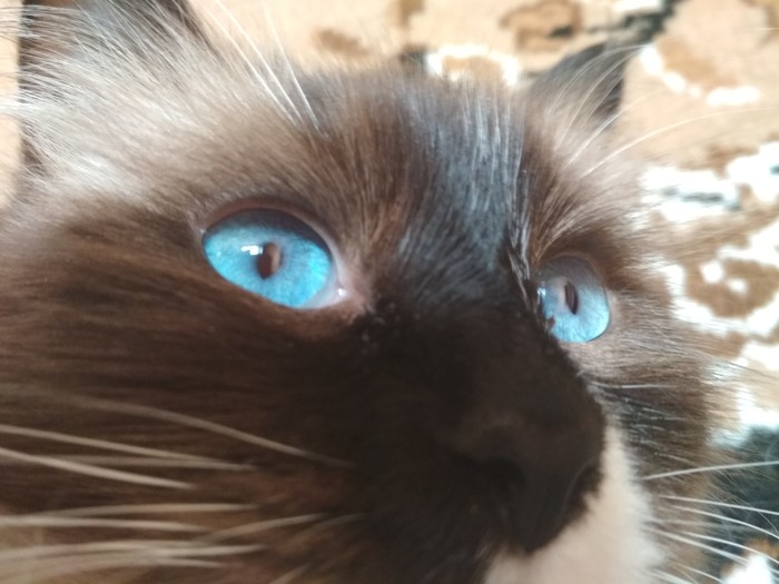 Oh those blue eyes... - My, cat, Sight