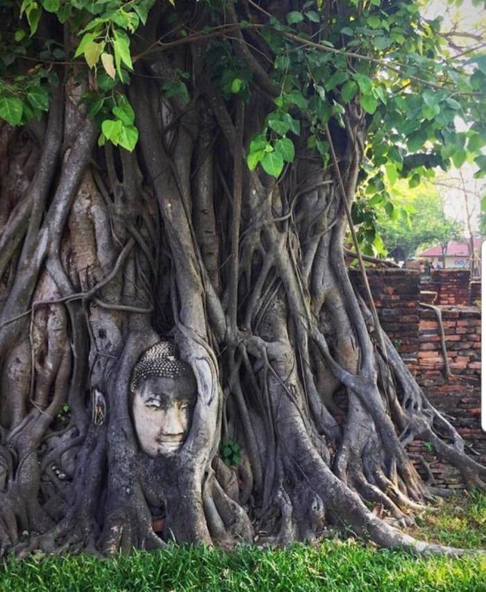 Through the ages - Tree, Roots, Buddha, Nature