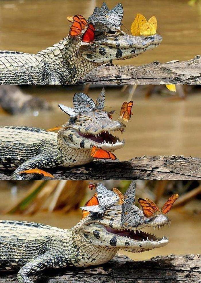 Tears of a crocodile - Caiman, Butterfly, Tears, Nature