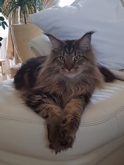 I love Maine Coons very much .. I have two of them .. Don't get them for fun .. they are small children! It's not easy with them! - My, Pets, Pet, Longpost, cat, Maine Coon, Pet