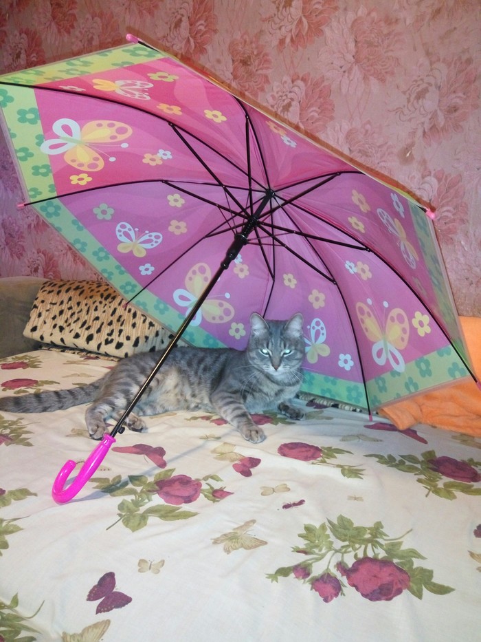 Striped #4 - My, cat, Longpost, Umbrella, Animals, Pets