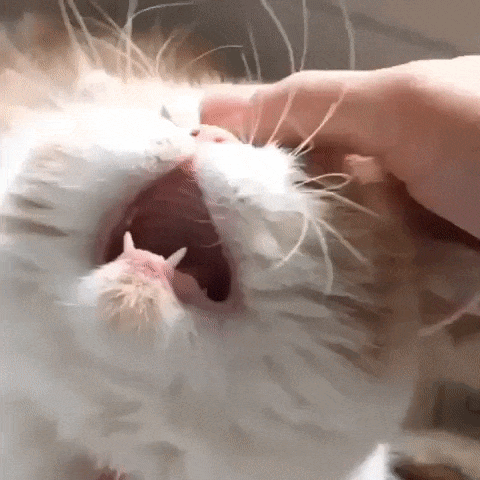 Scratch me completely - cat, Bliss, GIF, Pets